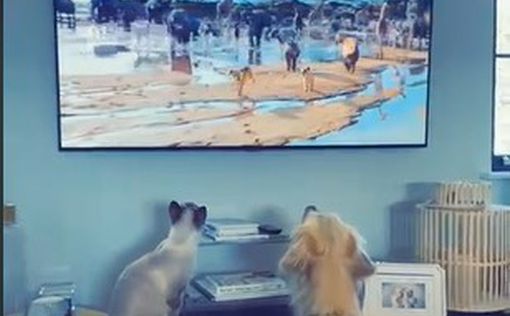 Кот и собака, смотрящие телевизор, покорили TikTok