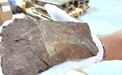У Києві на пошті вилучено стародавнє каміння з відбитками вимерлих риб
