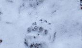 Теплая зима разбудила карпатских медведей | Фото 3