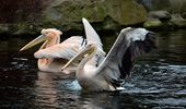 Пелікани повертаються на озеро - в Україну прийшла весна! Фото | Фото 9