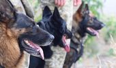Служба собак-саперов в "Стальной границе". Фото | Фото 2