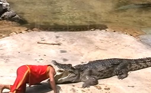 В Таиланде крокодил прикусил дрессировщику голову и сбежал