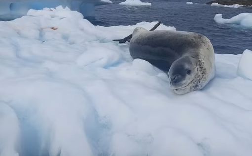 Головний хижак Антарктиди "засмагає" на крижині. Відео