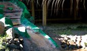 Спасенная капибара Тоха возвращается с лечения. Фото | Фото 8
