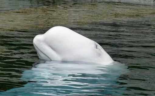 Во французской Сене пытаются спасти кита