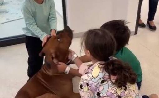 Улюбленого собаку привезли в лікарню для реабілітації звільнених дітей | Фото: медицинский центр Шнайдер