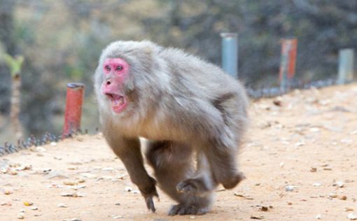 Японская полиция будет отстреливать диких обезьян патронами с транквилизаторами