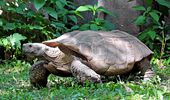 Самые известные черепахи Украины переехали на летнюю фазенду. Фото | Фото 3