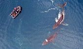 Дроны и наука: полярники изучают китов с неба | Фото 4