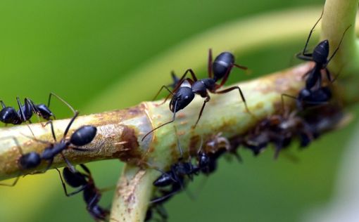 Колония миллионов муравьев в ядерном бункере озадачила ученых