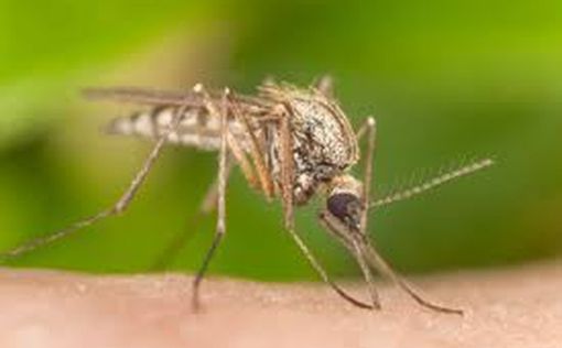 Летом пригодится: ученые назвали любимые цвета комаров