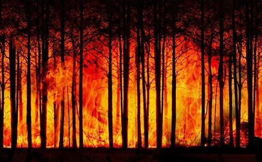 Около 500 человек эвакуированы из-за лесного пожара в Испании