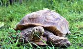 Самые известные черепахи Украины переехали на летнюю фазенду. Фото | Фото 2