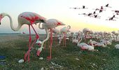 Чудо на Тузловских лиманах: во время войны родились сотни фламинго | Фото 1
