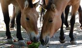 Бизоны, зубры и кони Пржевальского приглашают на арбузный уикэнд. Фото | Фото 1
