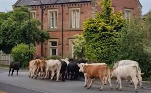 В Англии стадо коров сбежало с пастбища, уничтожая сады по дороге