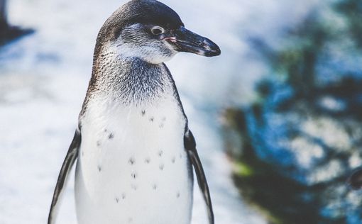 Пингвин задержал рейс в Новой Зеландии