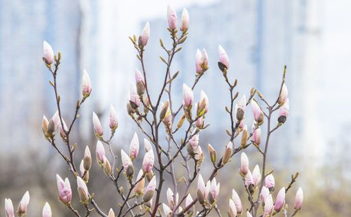 У Києві почався сезон цвітіння сакур та магнолій: локації та фото