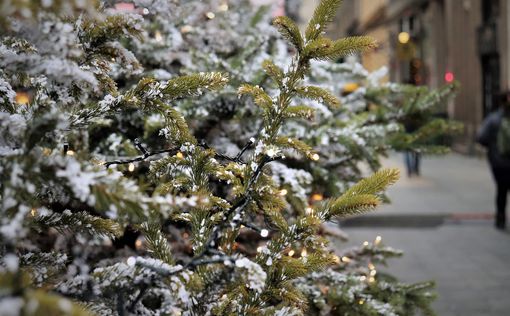 Готовимся к Новому году: где купить елку и сколько она стоит | Фото: pixabay.com