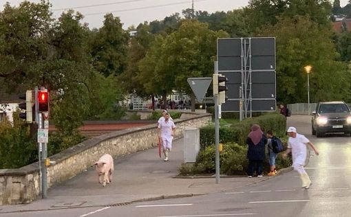 У Німеччині свиня втекла з м'ясної крамниці | Фото: BILD
