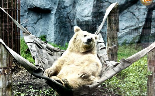 Летний досуг обитателей Киевского зоопарка. Фото