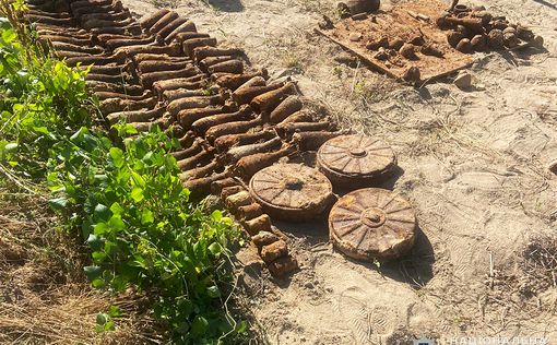 В Житомире женщина копала картофель и нашла арсенал оружия. Фото