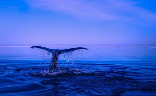 У берегов Коста-Рики заметили редкого кита-альбиноса