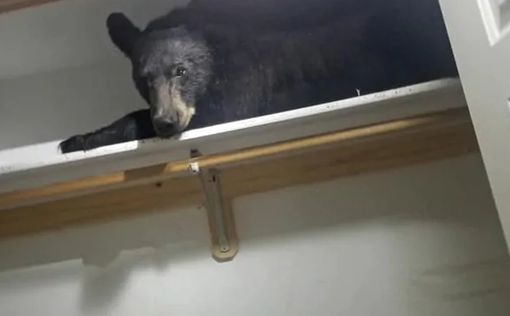 Медведь забрел в жилой дом и улегся спать в шкафу