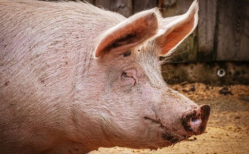 Прорив: у Японії клоновану свиню для пересадки органів