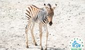 В Одесском зоопарке появился новый житель - детеныш зебры Гранта. Фото | Фото 1