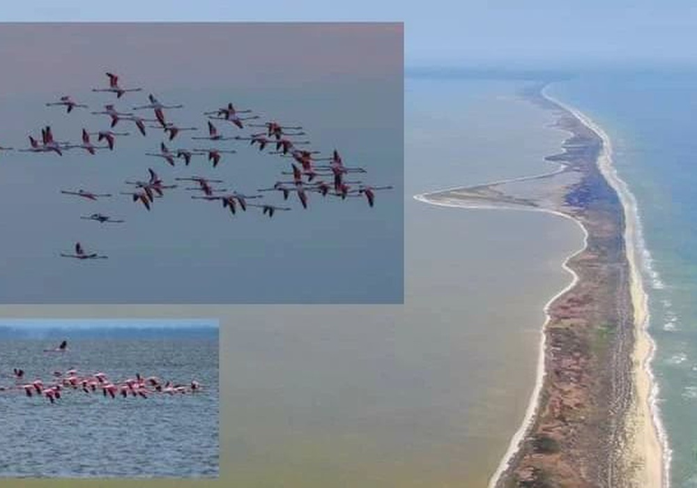 На озера Одесщины вернулись сотни розовых фламинго. Фото