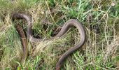 На Одещині біля багатоповерхівки знайлши рідкісну змію. Фото | Фото 4