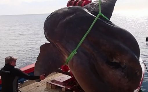 Возле берегов Испании поймали гигантскую рыбу-луну