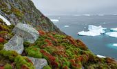 Необычайно зеленая Антарктида. Фото, видео | Фото 10