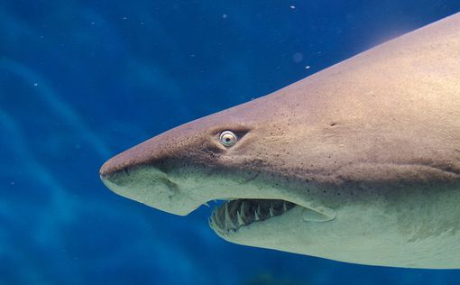 Австралиец засунул руку в пасть акуле и спас ее жизнь