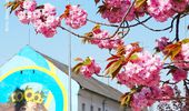 Украина стала сказочным раем: начался сезон цветения сакуры🌸 | Фото 15