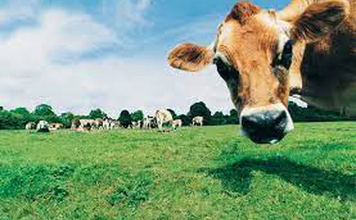 Коровы "гуляющие" по лугам в VR-очках дают больше молока