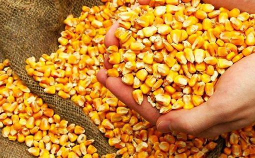 В Украине намолочено 25,2 млн тонн кукурузы