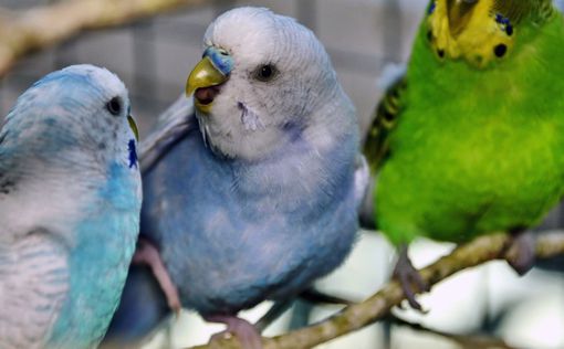 Спасенные попугайчики приглашают на свою фазенду. Фото