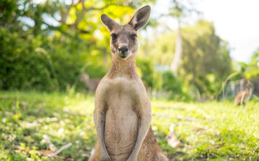 В зоопарке кенгуру-мать выгнала детеныша из сумки