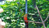 Спасенные от войны фазаны и попугаи нашли новый дом. Фото | Фото 9