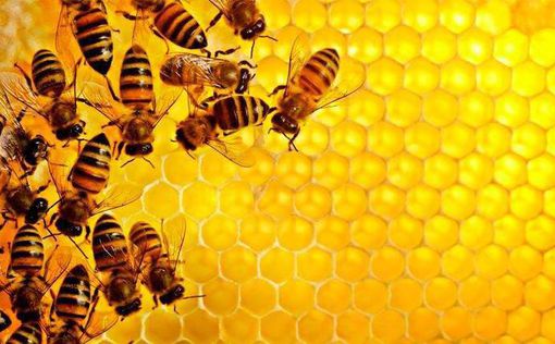 Канада будет импортировать пчел из Украины