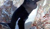 У "Вернадского" вылупился первый пингвиненок! | Фото 1