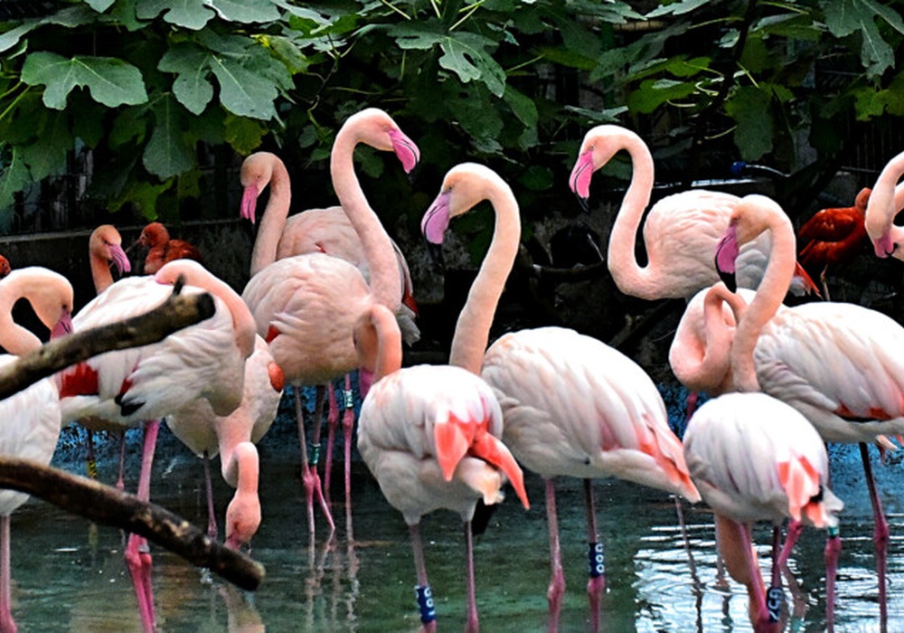 Сезонный отдых фламинго открыт! Фото, видео