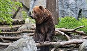 Пушистые великаны приглашают на ланч в свои медвежьи угодья. Фото | Фото 7