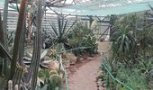 "Лебединая шея" зацвела в ботаническом саду Гришко. Фото | Фото 1