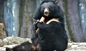 Пушистые великаны приглашают на ланч в свои медвежьи угодья. Фото | Фото 5