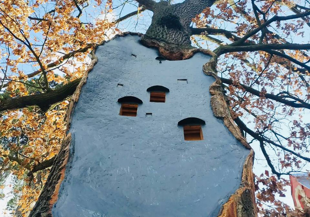 Шпаківня для кажанів і птахів врятувала 260-річний дуб. Фото | Фото: Telegram Київський Аффішер