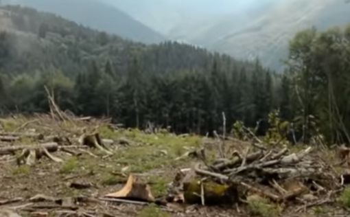 Зеленский пообещал посадить в Украине 1 млрд деревьев