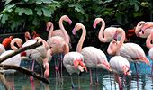 Сезонный отдых фламинго открыт! Фото, видео | Фото 1